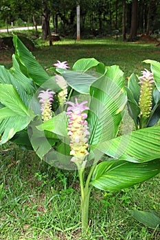 Curcuma sessilis Gage