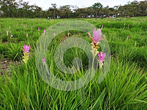 Cúrcuma promesa jardín montana rosa el gran tailandia blanco verde 