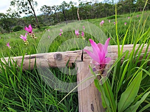 Curcuma sessilis Gage garden mountain pink big beatiful thailand white green