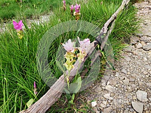 Curcuma sessilis Gage garden mountain pink big beatiful thailand white green