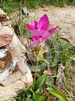 Curcuma sessilis Gage garden mountain pink big beatiful thailand white green