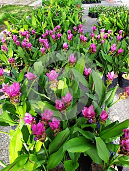 Curcuma sessilis Gage garden mountain pink big beatiful thailand white green