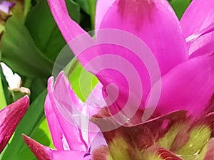 Curcuma sessilis Gage garden mountain pink big beatiful thailand white green