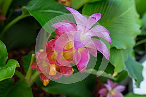 Curcuma sessilis, thailand Tropical forests, Flower in the garden on a rainy day