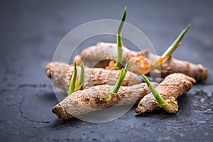 Curcuma turmeric root with fresh rhizomes, ready for planting into soil