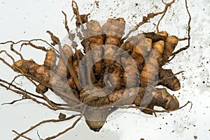 Curcuma or turmeric photo