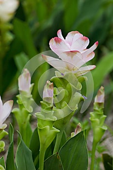 Curcuma Zanthorrhiza (Siam Tulip Curcuma Alismatifolia) Flower I