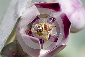 Curcurbit Fruit Fly (Dacus longistylus) on flower in the UAE