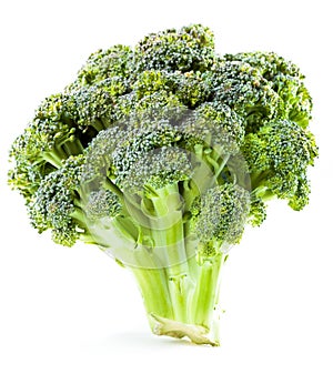 Curd. Broccoli closeup