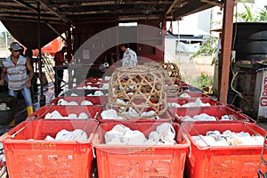 Curd rubbers in plastic containers
