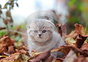 Cure grey kitten sitting among dry