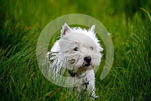 Cure white westland terrier dog