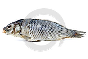 Cured carp fish isolated on a white