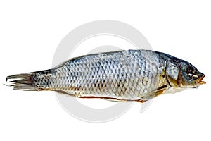 Cured carp fish isolated on a white background