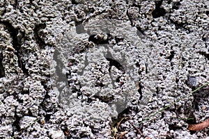 Cured concrete with deep cracks. Concrete wall, light grey. Closeup of city sidewalk, pavement, urban architecture. Horizontal