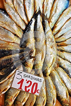 Cured sardines