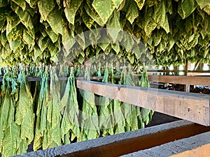 Curing Connecticut Shade Wrapper photo
