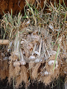 Curing the garlic