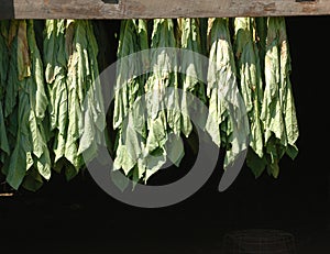 Trattamento ombra una lettera tabacco 