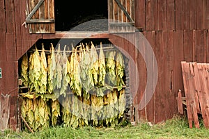 Curing Tobacco photo