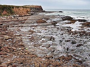 Curio Bay beach area with prehistorical petrified wood in the Catlins Coastal area of the South Island of New Zealand