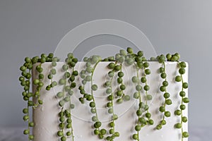 Curio rowleyanus string of pearls in a decorative pot