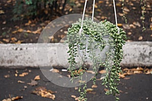 Curio rowleyanus in white pot hanging in shop, flower market. Curio rowleyanus, String of Pearls, Senecio rowleyanus, perennial