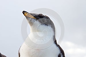 Curios Gentoo Penguin chick