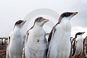 Curios Gentoo Penguin chick