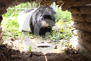 A curios guineapig