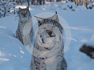 Curios lynx in winter with friend