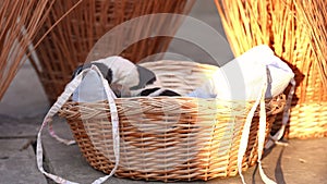 Curios newborn puppies in wicker basket in sunshine with adult dog entering licking offspring. Close-up happy carefree