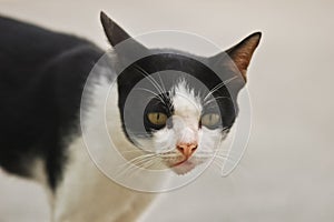 Curiosity black and white small cat