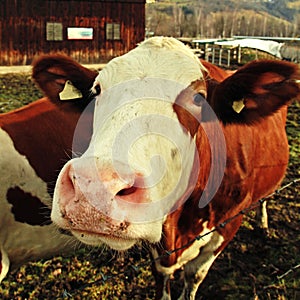 Curiosity cow on Alpine farm