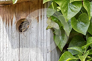 Curiosity. Cute baby bird looking out from its nest box