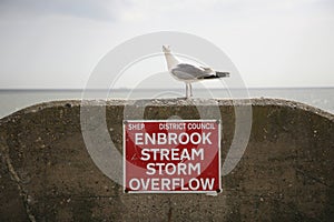 Curiosity Herring Gull