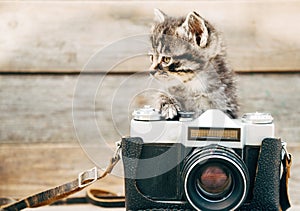 Curiosity kitten with old camera