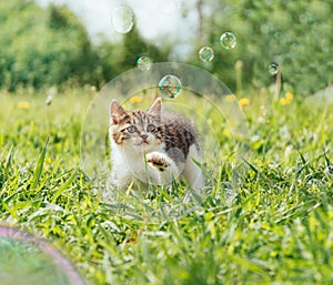 Curiosity kitten playing with soap bubbles