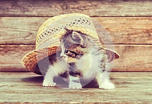 Curiosity kitten under hat
