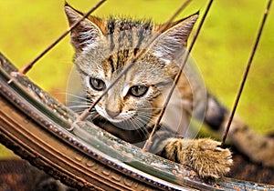 Curiosity in Motion: Playful Striped Brown Kitten Explores Rusty Bicycle Wheel Amidst Vibrant Yellow Backdrop