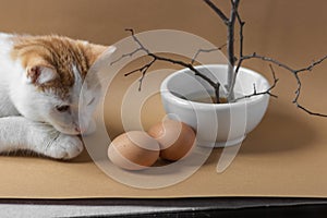 Curiosity red and white cat smelling and playing with two brown eggs on beige background. Eco decor for Easter holiday.