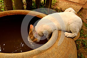 Curious kitten drinking rainwater collected in an ancient jar photo