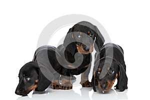 Curious 3 little teckel dachshund dogs sniffing and searching around