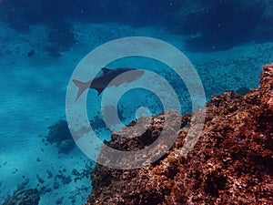 Curious 4 foot tarpon swims slowly by snorkeler in Bahamas