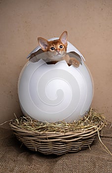 cute kittens inside of easter egg