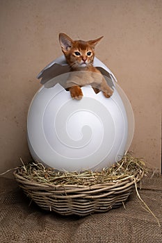 cute kittens inside of easter egg