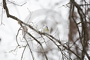 Curious Adult Blue-Headed Vireo