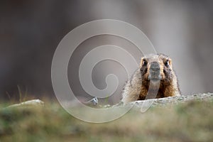 Curious Adult Brown Alpine Marmot Close Up. Marmota Marmota Woodchuck In Central Asian Mountains.Barskoon Gorge, Kyrgyzstan