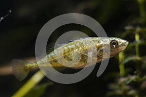 curious adult ninespine stickleback, clever tiny freshwater dwarf wild caught fish, coldwater species in European temperate