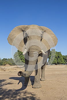 Curious African Elephant